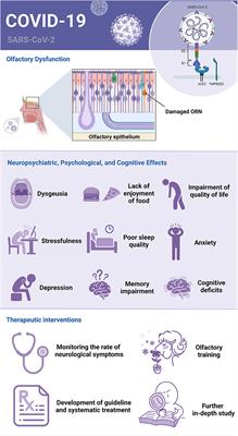 Editorial: COVID-19 related olfactory dysfunction: neuropsychiatric, psychological, and cognitive effects